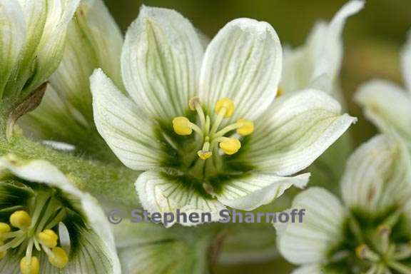 veratrum californicum 3 graphic